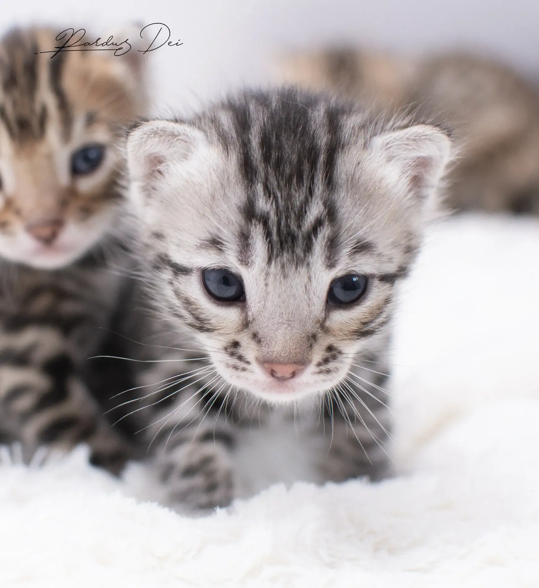 chaton bengal